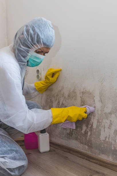 Best Asbestos and Lead Testing During Mold Inspection  in Milan, OH